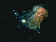 Jellyfish.jpg (4606 bytes)