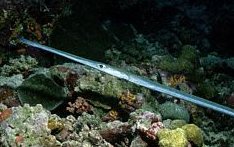 NeedleFish.jpg (13868 bytes)