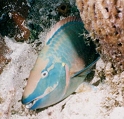 ParrotFish.jpg (18773 bytes)