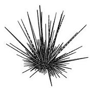 Urchin.jpg (9100 bytes)