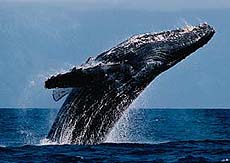 Whale.jpg (10347 bytes)