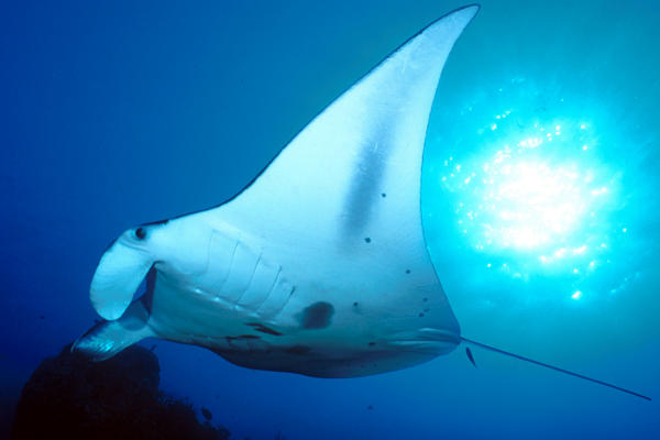 mantaRay.jpg (24129 bytes)