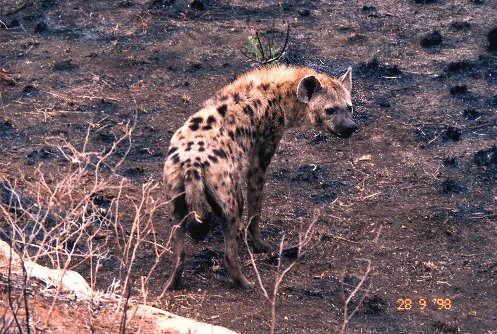 Hyena