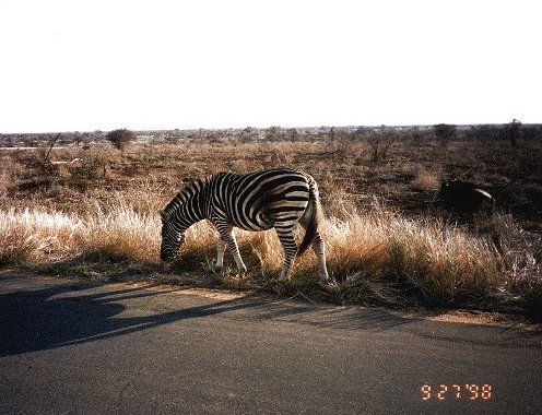 Zebra